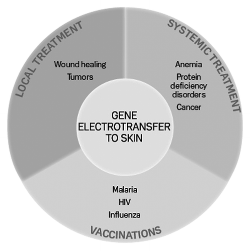 Figure 3. Therapeutic groups for gene electrotransfer to skin. Gene therapy to skin can be divided in three therapeutic groups: local treatment, systemic treatment and DNA vaccination. The borders between the groups are arbitrary and will depend on the transfected gene (from ref. Citation37)