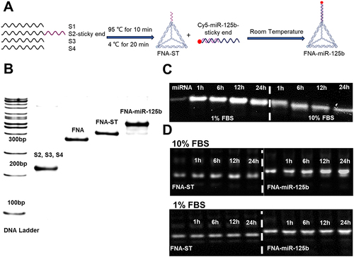 Figure 1 Synthesis and characterization of FNA-miR-125b. (A) Illustration of synthesis process; (B) Analysis of FNAs through gel electrophoresis (lane 1: DNA Ladder; lane 2: S2, S3 and S4; lane 3: FNA; lane 4: FNA-ST which means FNA with one sticky end on S2; lane 5: FNA-miR-125b); (C) Gel electrophoresis of miR-125b mimic treated with 1% FBS and 10% FBS from 1 h to 24 h; (D) Gel electrophoresis of FNA-ST and FNA-miR-125b treated with 10% FBS and 1% FBS for 1 h to 24 h.