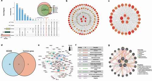 Figure 1. Hub gene selection and cell-death related gene enrichment analysis. (a) Venn diagram of genes common to apoptosis, autophagy, pyroptosis, oncosis, and necrosis (123 candidate genes and 8 common genes were identified). (b) Protein–protein interaction (PPI) network constructed with the candidate genes. (c) Interaction of genes with higher degree of connectivity (MCODE). (d) Venn diagram of common genes and MCODE (five hub-genes were identified). (e) Functions of the candidate genes were predicted by the analysis of gene ontology (GO, and Kyoto Encyclopedia of Gene and Genomes (KEGG) by Metascape tolls). (f) Descriptions of top three significantly enriched GO terms and KEGG pathways of candidate genes. (g) PPI network of the five hub-genes (GeneMANIA).