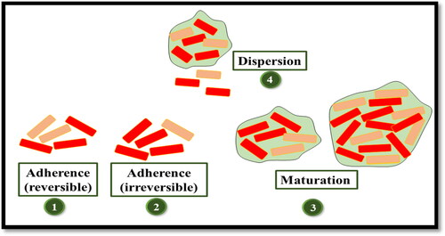 Figure 3. Steps involved in biofilm formation.