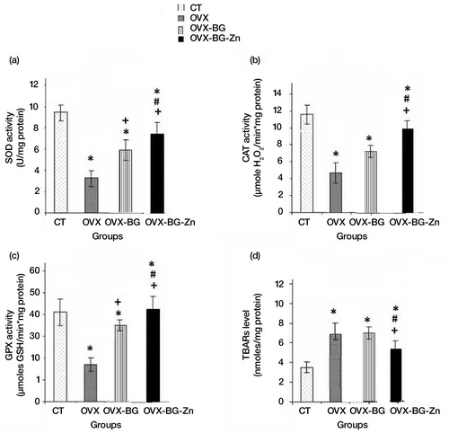 Fig. 1 Effects of bioactive glass (BG) and zinc-doped bioactive glass (BG-Zn) on superoxide dismutase (SOD) (a), catalase (CAT) (b) and glutathione peroxidase (GPx) (c) activities, thiobarbituric acid–reactive substances (TBARS) (d) in femoral condyle bone of ovariectomised female Wistar rats after 90 days. Values are given as means±SE Significantly less enzymatic activity in the indicated group versus the control group, +versus the ovariectomized group (OVX) and #versus the ovariectomized group and implanted with bioactive glass (OVX-BG), ¥versus the ovariectomized group and implanted with Zinc doped bioactive glass (OVX-BG-Zn).