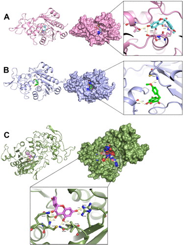 Figure 3. Interaction of DNMTs with the selected compound. Docked complexes of (A) DNMT3A, (B) DNMT3B and (C) DNMT1 with the lead compound ZINC167686681 are shown.