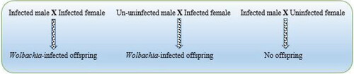 Figure 1. How the Wolbachia gene drives can eliminate mosquito species.