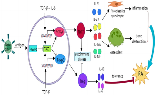 Figure 4 Hippo pathway participating in RA pathogenesis by regulating Th17/Treg.