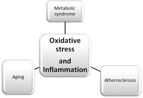 Figure 1 The relationship between oxidative stress and inflammation and connections to atherosclerosis, aging and metabolic syndrome