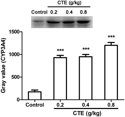 Figure 6. Protein expression of CYP3A4 as evaluated by Western blot. Values are means ± SD. ***p < 0.001 versus control.