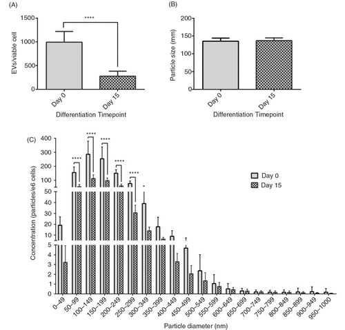 Fig. 2.  Effect of differentiation on EV size and concentration. The effect of 3T3-L1 differentiation on: EV production per viable cell (A); mode EV size (B); and EV size distribution (C). ****p<0.0001, n=6 (day 0) and n=5 (day 15).