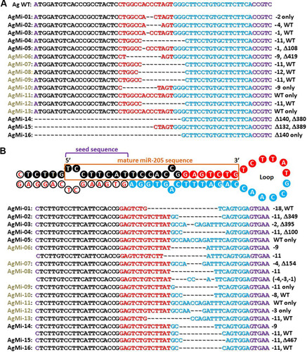 FIG 3 Nucleotide sequences of founder AgMi mice derived after zygotic coinjection of TALEN mRNA pairs directed to the Agouti (Ag) and miR-205 (Mi) loci. The tail DNAs of individually numbered AgMi mice (left margin) were genotyped for Agouti (A) and miR-205 (B) mutations, summarized at the right as for Fig. 1. Sequences bound by forward (black) and reverse (blue) TALENs interrupted by spacer sequences (red) are color coded. The nucleotide sequence of pre-miR-205 shown in panel B denotes one of two strands (orange box) of processed miR-205. Seed sequences are denoted by the purple bracket. Mutated alleles summarized at the right include additional large deletions (Δ). Black and brown F0 mice are denoted by corresponding AgMi font colors. Symbols: WT, wild type; Δ, deletion; –, number of base pairs deleted (e.g., “−11” indicates 11 bp deleted).