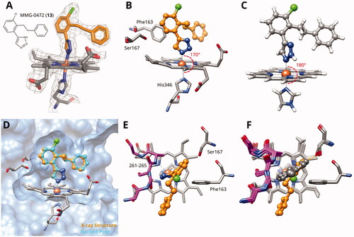 Figure 2. (A) Detail of X-ray structure of compound MMG-0472 (13, orange) bound to IDO1 (PDB ID 7zv3). The 2Fo−Fc map of the active site is contoured at 1.0 σ. (B) Same Xray structure, highlighting the His346–iron–ligand bond angle of 170°. (C) DFT-optimized model of MMG-0472 binding to haem. The imidazole–iron–ligand bond angle of 180° is highlighted. (D) Superposition of the X-ray structure of MMG-0472 (orange) and its binding pose predicted by docking (cyan). The RMSD between the structures is 0.3 Å. (E) Top view of MMG-0472 X-ray structure, showing the passage from pocket A to pocket B in-between residues Phe163 on the one side and residues 261–265 (magenta) on the other side. (F) Same view, superimposed with X-ray structures of compounds 9, 11 and 12 (PDB ID 6r63, 7ah5, 7ah6)Citation22,Citation28.