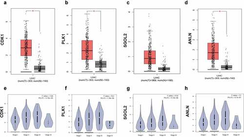 Figure 5. The boxplots and the violin plots of four core genes in HCC patients. The boxplots of CDK1 (a), PLK1 (b), SGOL2 (c), and ANLN (d). The expression levels of CDK1, PLK1, SGOL2, and ANLN were higher in hepatocellular carcinoma tissues than in liver tissues. The violin plots of CDK1 (e), PLK1 (f), SGOL2 (g), and ANLN (h) in HCC patients. The expression levels of CDK1, PLK1, SGOL2, and ANLN were significantly associated with tumor stage for hepatocellular carcinoma. *P < 0.05 was regarded statistically different