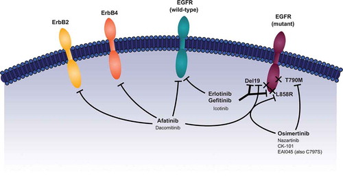 Figure 1. Mechanism of action of EGFR TKIs. Reprinted with permission from Journal of the Advanced Practitioner in Oncology.Note: EGFR = epidermal growth factor receptor, TKI = tyrosine kinase inhibitors, del19 = deletion 19.