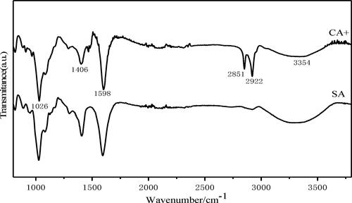 Figure 4. FT-IR spectra of the CA+ and SA.