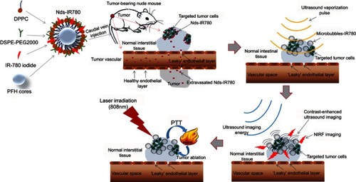 Figure 1 The preparation scheme for Nds-IR780 and the diagram of dual-mode molecule-targeted imaging and photothermal therapy for tumors.