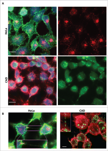 FIGURE 1. Tau fibrils are internalized in non-neuronal and neuronal cells. A: Representative picture of HeLa (top panel) and CAD (bottom panel) cells respectively incubated with fluorescent Alexa-555 or 488 (red and green) recombinant tau fibrils for 16 hours and stained for the cytosol (in blue) and plasma membrane (WGA, green and red, respectively). Left panels: Merge of WGA and Tau; Right panels: single channel showing fluorescent Tau. Scale bar: 15 and 10 µm for HeLa and CAD respectively. B: Representative deconvolved pictures of HeLa (left, labeled with green WGA to delineate the plasma membrane) and CAD cells (right, labeled with red WGA to delineate the plasma membrane and TNTs) containing fluorescent tau fibrils (red and green, respectively for HeLa and CAD) and connected by TNTs containing several tau fibrils puncta (inset). Scale bar is 15 and 10 µm for HeLa and CAD respectively. Boxed insets show close-ups of the TNTs containing punctate Tau aggregates.