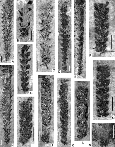 Fig. 8. Darriwilian graptolites from the Shihtien Formation in west Yunnan, China. A–E, G–H, Hustedograptus teretiusculus (Hisinger), A, NIGP 149267 (BSSD-4-62), B, NIGP149268 (BPSD-1-37), C, NIGP149269 (BSSD-4-35), D, NIGP149270 (BPSD-1-55), E, NIGP149271 (BPSD-1-33), G, NIGP 149272 (BPSD-1-46), H, NIGP149273 (BSSD-4-37). F, M, Archiclimacograptus riddellensis (Harris), F, NIGP149274 (BSSD-4-8), M, NIGP 149275 (BSSD-4-24). I–L, N, Archiclimacograptus angulatus (Bulman), I, NIGP149276 (BSSD-4-21a-6), J, NIGP149277 (BSSD-4-21b), K, NIGP149278 (BSSD-4-24), L, NIGP 149279 (BSSD-4-21a), N, juvenile form showing the proximal development, NIGP 149280 (BSSD-4-21c). All scale bars=1 mm.