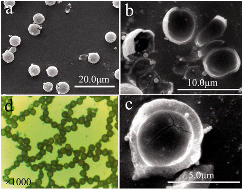 Figure 2. (Colour online) (a) Low-magnification SEM image of the sample; (b) high-magnification SEM image of some fragments of hollow spheres; (c) high-magnification SEM image of a typical individual broken sphere; and (d) the microscopic image (×1000).