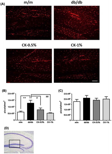 Figure 7. Effects of the dried peel powder of C. kawachiensis on GFAP immunoreactivity in the hippocampus in experiment 2. (A) Sagittal sections were stained with the anti-GFAP antibody. The scale bar shows 100 μm. (B) Quantitative analysis of GFAP-positive signals using ImageJ software. (C) Quantitative analysis of Iba1-positive signals using ImageJ software. (D) The location of the captured images and quantification is shown with a square in the figure. Values are means ± SEM. Symbols show significant differences between the following conditions: m/m vs db/db (**p < 0.01), and db/db vs CK-0.5% or CK-1% (# p < 0.05, ## p < 0.01).