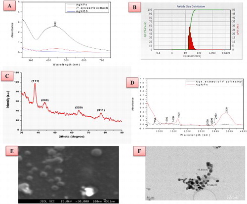 Figure 1. Characterization of green-synthesized AgNPs (A) UV–visible absorption spectra of the AgNPs, bulk AgNO3 and seed extract (B) Particle size distribution image of the AgNPs, (C) X-ray diffraction pattern of the Ag NPs (D) FTIR spectrum of the AgNPs, (E) SEM image of AgNPs and (F) TEM image of AgNPs.