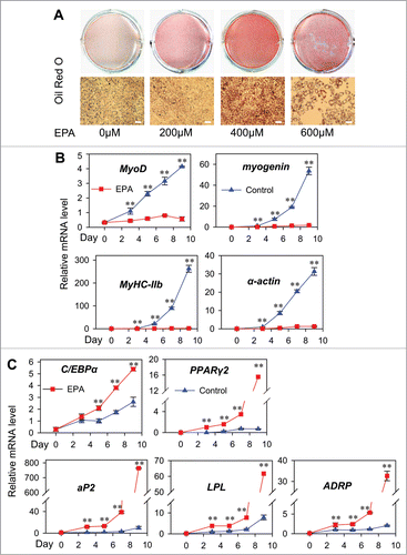 Figure 1 (See previous page). EPA induces transdifferentiation of myoblasts to adipocytes. (A) Analysis of transdifferentiation by oil red O (ORO)-staining of C2C12 cells. The C2C12 myoblasts were treated with EPA of indicated concentrations for 10 d before ORO-staining. Top: plate view of ORO-stained cultures; bottom: microscopic view. Bars represent 50 μm. (B) Real-time PCR analysis of the expression patterns of myogenic marker genes during transdifferentiation of C2C12 myoblasts. The cells were shifted form medium supplemented with 10% FBS to control medium supplemented BSA (Control) or treatment medium supplemented 400 μM EPA (EPA) at 60% confluence. On Day 0, 3, 5, 7 and 9, the cultures were harvested for analysis. mRNA expressions in this and all subsequent figures were normalized to that of β-actin. All values are represented as mean ± SD from 3 independent experiments. The variance analysis was performed between the same time point of “Control” and “EPA.” The significance is presented as **P < 0.01. (C) Real-time PCR analysis of the expression patterns of adipogenic marker genes during transdifferentiation from cells treated as in (B).