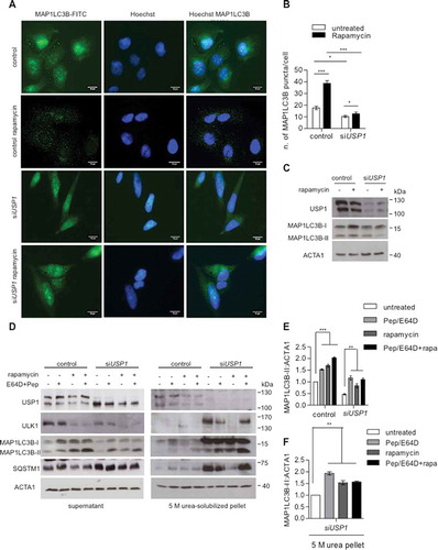 Figure 8. Canonical autophagy is impaired in USP1-depleted cells. (A-C) U2OS cells were transfected with scrambled control or USP1-specific siRNA. After 72 h, the cells were left untreated or treated with 0.5 μM rapamycin. After 3 h, the cells were fixed with paraformaldehyde, permeabilized with digitonin and analyzed by immunofluorescence with anti-MAP1LC3B antibody. (a) Representative images. Scale bar: 10 μm. (b) The graph reports the means ± SD of the number of MAP1LC3B puncta per cell. At least 50 cells for each condition in each experiment were analyzed. N = 3 independent experiments. *** = P < 0.0001, * = P < 0.05. (c) Control blot. (d) U2OS cells were transfected with control or USP1-specific siRNA. After 72 h, the cells were left untreated, or incubated with 0.5 μM rapamycin, or a cathepsin inhibitor cocktail (100 μM pepstatin A [Pep] and 10 μg/ml E64D), or a combination of rapamycin and cathepsin inhibitor cocktail for 3 h. Next, the detergent-soluble or – insoluble fractions were prepared and analyzed by immunoblot analysis with the indicated antibodies. The ratio of MAP1LC3B-II:ACTA1 was quantified using ImageJ and indicated in the graphs (e and f).