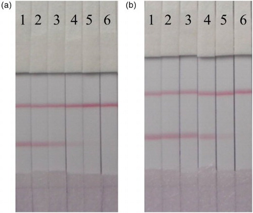 Figure 6. ICS result in PBS: (a) TYL (1 = 0 ng/ml, 2 = 0.5 ng/ml, 3 = 1 ng/ml, 4 = 2.5 ng/ml, 5 = 5 ng/ml, and 6 = 10 ng/ml); (b) TIM (1 = 0 ng/ml, 2 = 1 ng/ml, 3 = 2.5 ng/ml ppb, 4 = 5 ng/ml, 5 = 10 ng/ml, and 6 = 15 ng/ml).