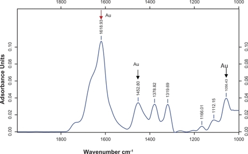 Figure 8 Typical FTIR adsorption spectra of the nanoparticles synthesized by bioreduction of AuCl4 ions by M. edule leaf broth.