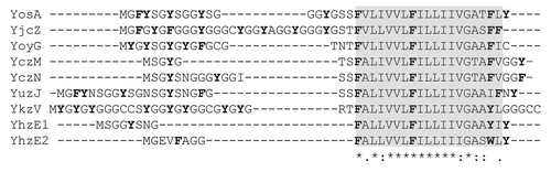 Figure 3. Alignment of B subtilis proteins from the YhzE family. Conserved amino acids are marked with an asterisk (*), strongly similar amino acids with a colon (:), and weakly similar amino acids with a full stop (.). The conserved hydrophobic region is shaded; aromatic amino acids are in green.
