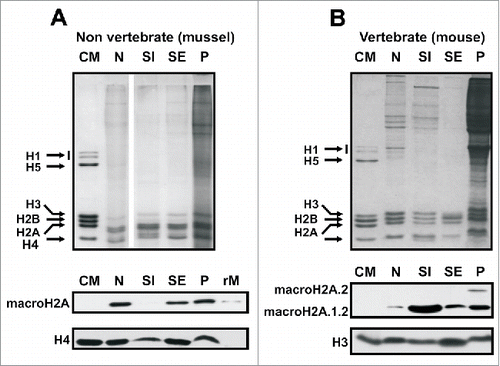 Figure 5. MacroH2A distribution in the chromatin of vertebrate and non-vertebrate organisms. A) Upper gel, SDS-PAGE analysis of the nuclear (N), SI, SE and P chromatin fractions obtained after digestion of mussel hepatopancreas nuclei with micrococcal nuclease. Lower gel, protein gel blot analysis of the HCl-extracted proteins as in A). B) Upper gel, SDS-PAGE analysis of the nuclear (N), SI, SE and P chromatin fractions obtained after digestion of mouse liver nuclei with micrococcal nuclease. Lower gel, Western blot analysis of the HCl-extracted proteins incubated with mouse-specific anti-macroH2A.1.2 and anti-macroH2A.2 antibodies (sequentially). CM, chicken erythrocyte histones used as marker; rM, mussel recombinant macroH2A used as positive control; H3 and H4, anti-H3 and anti-H4 antibodies used for sample normalization.