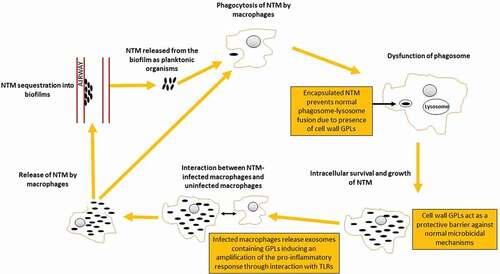 Figure 1. NTM Pathogenesis and Dysfunction of the Phagosome
