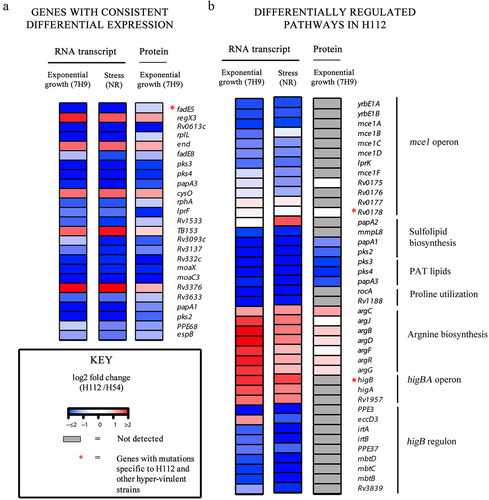 Figure 3. An integrated analysis of genomic, transcriptomic, and proteomic differences between hyper-virulent strain H112 and phylogenetically related low-virulent strain H54.