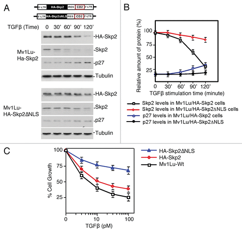 Figure 4 Disruption of Skp2 translocation attenuates its degradation in response to TGFβ, which in turn antagonizes TGFβ-induced growth inhibition. (A) Deletion of NLS in Skp2 impairs Skp2 degradation and p27 accumulation induced by TGFβ. Upper part indicates the retro-viral expression vector of wild-type and NLS Skp2 mutant. (B) Summary of protein degradation for wild-type and NLS Skp2 mutant in response to TGFβ signaling. (C) Impaired Skp2 translocation leads to attenuation of TGFβ-induced growth inhibition. Mv1Lu cells stably expressing Skp2 or Skp2DNLS respectively were incubated for four days with various concentration of TGFβ1 as indicated. The growth of cells was quantified by cell counting and compared with the growth of unstimulated cells.