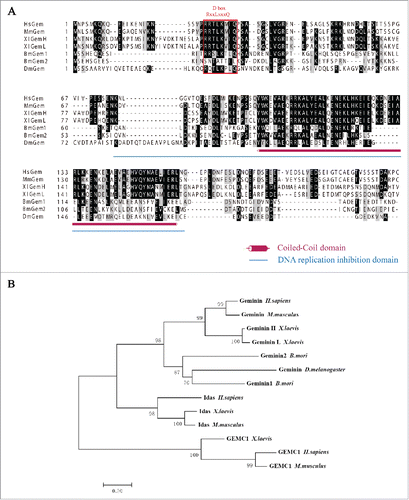 Figure 1. Bioinformatics analysis of BmGeminin. (A) Multiple sequence alignment of Geminin from H. sapiens, M. musculus, X. laevis, B. mori, and D. melanogaster. Identical and similar residues are indicated in dark and light gray, respectively. Amaranthine column, conserved coiled-coil region; DNA replication domain are underlined in blue; Red box, D-box. (B) The phylogenetic tree of Geminin.