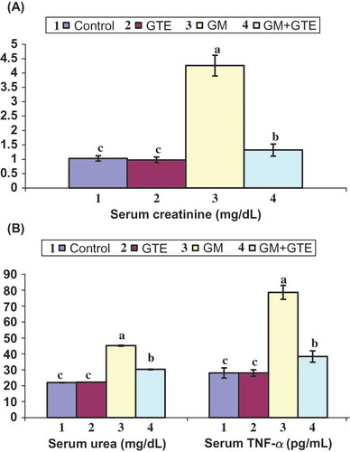 Figure 1. Effect of GTE on serum fractions of uninephrectomized rats injected with GM. Graphs of each parameter with the same alphabetical letter (a, b, c) are not significantly different at p < 0.05.