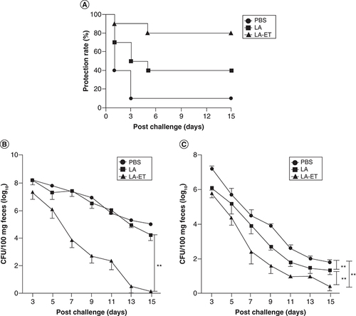 Figure 6. Protection Rates and Fecal Shedding in EHEC O157:H7-challenged mice.(A) Protection rates in EHEC O157:H7-challenged mice. The number of mice that died was monitored for 15 days post infection. (B & C) Changes in fecal shedding of EHEC O157:H7 in mice. Mice (n = 10) were orally challenged with 1010 CFU EHEC O157:H7 either under oral streptomycin treatment condition to clear intestinal flora and enhance EHEC 0157:H7 colonization (n = 10) (B) or without streptomycin treatment (n = 5) (C) after the last immunization and fecal shedding was monitored for 15 days. The limit of detection for plating was 100 CFU/100 mg feces. Data represent the mean ± SD. Data points in rectangles indicate a significant difference between groups (one-factor repeated measures ANOVA analysis).**p < 0.001.LA: Wild-type L. acidophilus; LA-ET: Recombinant L. acidophilus expressing an E.coli antigen.Data taken from [Citation140].
