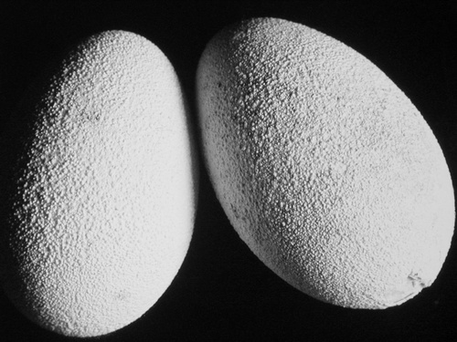 Figure 2.  Eggs showing typical protuberances and deposition of calcium.