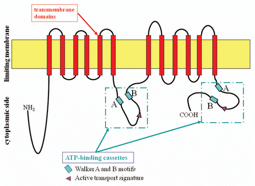 Figure 1 ABCA12 protein structure and domains. Analysis of the predicted structure of the ABCA12 protein reveals features typical of ABCA transporters.Citation1