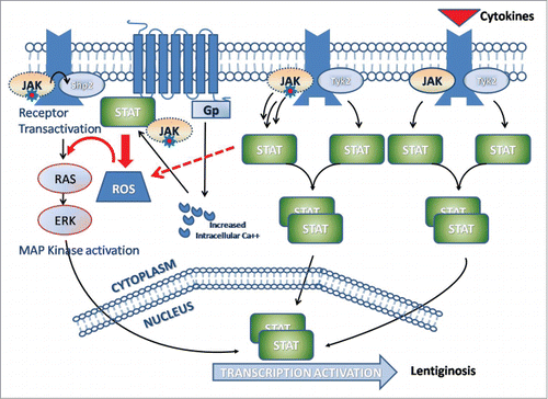 Figure 3. Hypothetical association of JAK2/ROS/RAS crosstalk pathway leading to lentiginosis (Red Arrows). JAK with red midpoint and blue star represents the mutated JAK2.