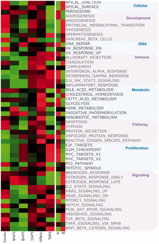 Figure 3. Heatmap of scaled mean expression values of molecular subtypes for each hallmark gene set. Expressions level of genes contained in each hallmark and the expressions of all samples from each subtype are aggregated, by the mean value. The color ranges from bright green for the lowest expression values to bright red for the highest. Heatmap of the scaled mean expression values of patients above 60 years of age (BRCA1/2 non-carriers, assigned α) and BRCA1/2 carriers, assigned β, for each hallmark gene set. Expressions of genes contained in each hallmark and expressions of samples from each group are aggregated, by the mean value. The color ranges from bright green for the lowest expression values to bright red for the highest.
