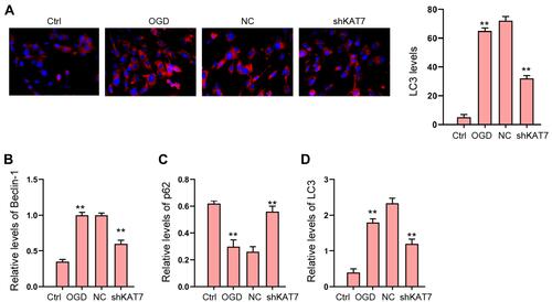 Figure 7 The depletion of KAT7 attenuates OGD-induced autophagy in vitro. (A–D) H9c2 cells were treated with OGD along with transfection of KAT7 shRNA for 48 hours. (A) The levels of LC3 were measured by immunofluorescence. (B–D) The expression of Beclin-1, p62, and LC3 was detected by Western blot analysis. **p < 0.01.