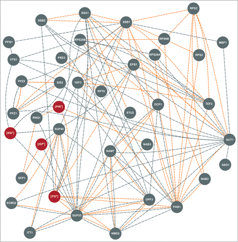 Figure 2. Interaction network of the genes and factors affecting nonsense readthrough in S. cerevisiae. Genetic factors are indicated as gray circles, epigenetic – as red circles. Different lines indicate different types of interactions between suppressors: physical interactions are shown in orange, genetic – in gray. The data on interactions were obtained and combined from “BioGrid” (http://thebiogrid.org/), “GeneMANIA” (http://genemania.org/), “Saccharomyces Genome Database” (http://www.yeastgenome.org/) and, in some cases, from papers cited in this review.