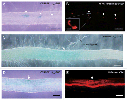 Figure 1.CERBERUS promoter activation in L. japonicus infected with the symbiotic rhizobium Mesorhizobium loti or the AM fungus Rhizophagus irregularis. Transgenic hairy roots expressing CERBERUSpro:GUS were infected with M. loti carrying DsRED (A, B) for 2 wk or R. irregularis for 3 wk (C-E). Histochemical staining and microscopy were performed as in ref. Citation4. Roots were stained with 5-bromo-4-chloro-3-indolyl β-d-glucuronide (X-gluc) to visualize GUS in the regions with CERBERUS promoter activity (A, C and D). M. loti was visualized by DsRed (B). Infection thread (boxed area) is magnified in inset. Arrowheads indicate GUS staining (A) and DsRED fluorescence (B) observed in epidermal cells around infection threads. AM fungal structures were visualized with wheat germ agglutinin (WGA) conjugated with Alexa Fluor 594 (E). Arrows indicate fungal infection sites (C–E). Weak GUS staining was observed around the internal AM hyphae including penetration sites (C, D). Bars = 200 μm (A-E) and 20 μm (B, inset).