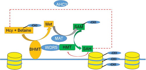 Figure 7. Model for BHMT-betaine mediated regulation of mitochondrial gene expression.
