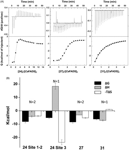 Figure 5. Thermodynamic analysis of the binding of the selected FMNAT hits to CaFADS. (A) Calorimetric titrations for the 24, 27 and 31 compounds. The upper panels show the thermograms for the interaction and the lower panels show the corresponding binding isotherms with integrated heats. (B) Thermodynamic dissections of the interaction of CaFADS with each of the selected compounds. The binding Gibbs energy (ΔG), enthalpy (ΔH) and entropy (−TΔS) are represented in black, grey and white bars, respectively. Experiments were carried out at 25 °C, in 20 mM PIPES, pH 7.0, 10 mM MgCl2 and 3% DMSO.