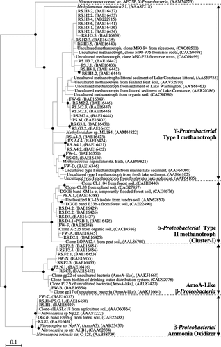 Figure 4  Phylogenetic tree showing the relationship of PmoA/AmoA sequences retrieved from rice straw to public-domain PmoA/AmoA sequences. The tree was constructed using Molecular Evolutionary Genetics Analysis 3.1 software on the basis of a 165 amino-acid segment of the 27 kDa subunit of the PmoA and AmoA monooxygenases using a neighbor-joining algorithm. The scale bar represents the estimated number of substitutions per amino acid. Solid circles at internal nodes indicate bootstrap values >75% based on neighbor joining and a minimum evolution algorithm. Methane-oxidizing bacteria clones from rice straw, floodwater and rice bulk soils of paddy fields were prefixed with RS, FW and PS, respectively. AmoA-like β-proteobacteria refer to unculturedβ-proteobacteria containing AmoA-like peptides.