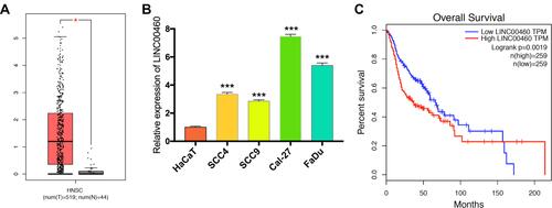 Figure 1 Levels of LINC00460 were highly expressed in HNSCC and associated with poor prognosis. (A) LINC00460 expression in HNSCC tissues and normal tissues in the TCGA database. (B) The expression of LINC00460 in four HNSCC cell lines and normal control cells HaCaT. (C) The relationship between LINC00460 expression and overall survival time of HNSCC patients analyzed using the Kaplan-Meier method. *P < 0.05, ***P < 0.001.