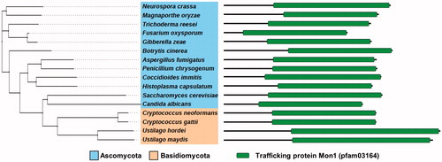 Figure 1. Phylogenetic tree depicting Mon1 in various fungal species. Sequences from Neurospora crassa OR74A (XP_959164.3), Magnaporthe oryzae 70-15 (XP_003710676.1), Trichoderma reesei QM6a (XP_006963764.1), Fusarium oxysporum Fo47 (EWZ45038.1), Gibberella zeae PH-1 (XP_011326784.1), Botrytis cinerea T4 (CCD56988.1), Aspergillus fumigatus AF293 (Q4WHL1.2), Penicillium chrysogenum (KZN85230.1), Coccidioides immitis RS (XP_001247287.2), Histoplasma capsulatum H88 (EGC46448.1), Candida albicans SC5314 (KHC78337.1), Saccharomyces cerevisiae S288c (NP_011391), Cryptococcus neoformans H99 (XP_012049217.1), Cryptococcus gattii Ru294 (KIR57394.1), Ustilago hordei (CCF52623.1), and Ustilago maydis 521 (XP_011389404.1) were compared and a phylogenetic tree of the Mon1 orthologs was generated via the MEGA 5 software (http://www.megasoftware.net/) using the alignment data from ClustalW2. The tree results were submitted to iTOL (http://itol.embl.de/) to generate the figure (left). Domain architecture of the Mon1 orthologs in fungi (right).