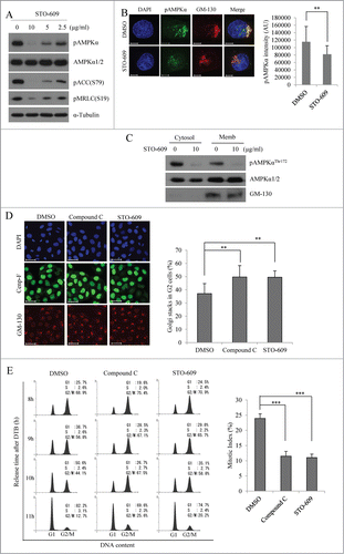 Figure 6. Inhibition of CaMKKβ reduces the signals of active AMPKα and induces the delay of mitotic Golgi fragmentation as well as mitotic entry. HeLa cells were synchronized at the G1/S border by DTB and treated with different concentration of STO-609 (0, 2.5, 5, or 10 μg/ml) at 6 h after the release from DTB, and then collected after 3 h. (A) At 9 h after the release, cells were lysed and pAMPKαThr172 was detected by Western blot analysis. Detection of AMPKα1/2 served as a loading control to ensure that total protein levels were unchanged. Shown is a representative data from 3 independent experiments. (B) At 6 h after the release, cells were treated with DMSO or STO-609 (10μg/ml) and collected after 3 h. The cells were then fixed and processed for immunofluorescence using antibody against GM-130 or pAMPKαThr172. The calculation of pAMPKαThr172 intensity at Golgi apparatus was performed as described in the legend for Fig. 5D . More than 20 cells were analyzed. **, P < 0.01 by Student's t-test. Scale bar, 10 μm. (C) The cytosol or the membrane fraction proteins were isolated from DMSO or STO-609 (10 μg/ml) treated cells and immunoblotted with the indicated antibodies. (D) At 8 h after the release, cells were fixed and processed for immunofluorescence using antibodies against Cenp-F for G2 phase and GM-130 for the Golgi apparatus. The structure of the Golgi apparatus was analyzed by immunofluorescence analysis in which we counted the percentage of cells showing the stacked Golgi apparatus among Cenp-F-positive G2 phase cells. More than 500 cells were counted for each condition. Scale bar, 50 μm. **, P < 0.01 by one-way ANOVA analysis. (E) At 6 h after the release, cells were treated with DMSO, compound C (final 3 μM), or STO-609 (10 μg/ml) and released for the indicated times. Cells were fixed, stained with propidium iodide, and analyzed by flow cytometry. At 9 h after the release, cells were stained with aceto-orcein solution and mitotic cells were counted. ***, P < 0.001 by one-way ANOVA analysis.
