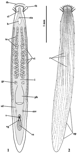 Figures 1–2. Habitus(1) and superficial dorsal view (2) of Otoplana oxyspina sp. nov.: th = tactile hairs, tb = “Tastborsten” or tactile bristles, ci = cephalic intestine, sta = statocyst, b = brain, te = testes, vi = vitellaries, i = intestine, ge = germaries, ph = pharynx, sd = spermiductus or deferent ductus, esv = external seminal vesicle, s = sclerotic apparatus, vg = vesicula granulorum, vs = vesicula seminalis, r = rhabdites and ap = adhesive papillae.