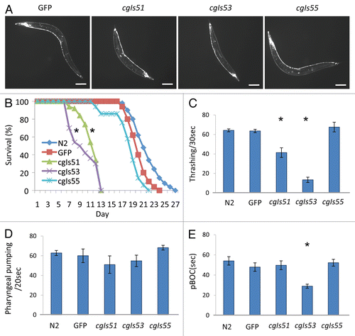 Figure 3 Morphologic and behavioral characteristics of transgenic worms expressing PrP in neurons. (A) Visualization of GFP expression in neurons of high (cgIs51 and cgIs53) and low (cgIs55) expressing lines of Pric-19::PrP/Pric-19::GFP. A transgenic worm expressing only Pric-19::GFP (GFP) was included as a control. The length of the bar in each image is 50 µm. As shown, the high expressers had dumpy-like body morphology: short and chunky-looking. (B) The high expressers (cgIs51 and cgIs53) also exhibited decreased lifespan whereas the low expressers (cgIs55) showed a lifespan comparable to that of non-transgenic control (N2) and worms expressing GFP only. Average lifespan in days (±SD) are: N2, 22.6 ± 2.5; GFP, 21.1 ± 1.8; cgIs51, 12.3 ± 1.8; cgIs53, 10.82 ± 2.5 and cgIs55, 19.3 ± 2.7. (C) Locomotion measured by liquid thrashing assays at adult stage for N2, GFP, cgIs51, cgIs53 and cgIs55worms. Each data point is the mean thrashing rate for ten worms. (D) Pharyngeal pumping rates were analyzed by counting terminal bulb contractions for a 20 sec period. (E) pBOC cycles were assayed on food by measuring the time between two posterior body contractions. For each assay, ten animals were used for each genotype and their average values are shown. *p < 0.01, in all cases, compared with the non-transgenic worms (N2) by Student's t-test.