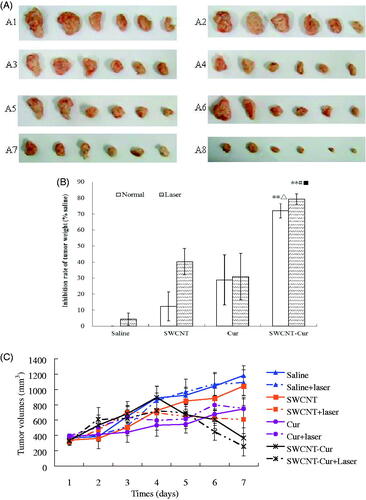 Figure 5. Injection of SWCNT-Cur suppresses S180 solid tumor growth in vivo. (A) The tumor photograph after 7 times of administration. A1, control; A2, control + Laser; A3, SWCNT; A4, SWCNT + Laser; A5, curcumin; A6, curcumin + Laser; A7, SWCNT-Cur; A8, SWCNT-Cur + Laser. (B) Inhibition rate of S180 tumor weight in vivo. **p < .01 vs. relative control group, △p < .05 vs. curcumin group, #p < .05 vs. SWCNT group with laser irradiation. ■p < .05 vs. SWCNT-Cur group without laser irradiation (C) Growth curves of different groups for tumor volume. The SWCNT-Cur group shows significant suppression of tumor growth compared with the control group (p < .05).